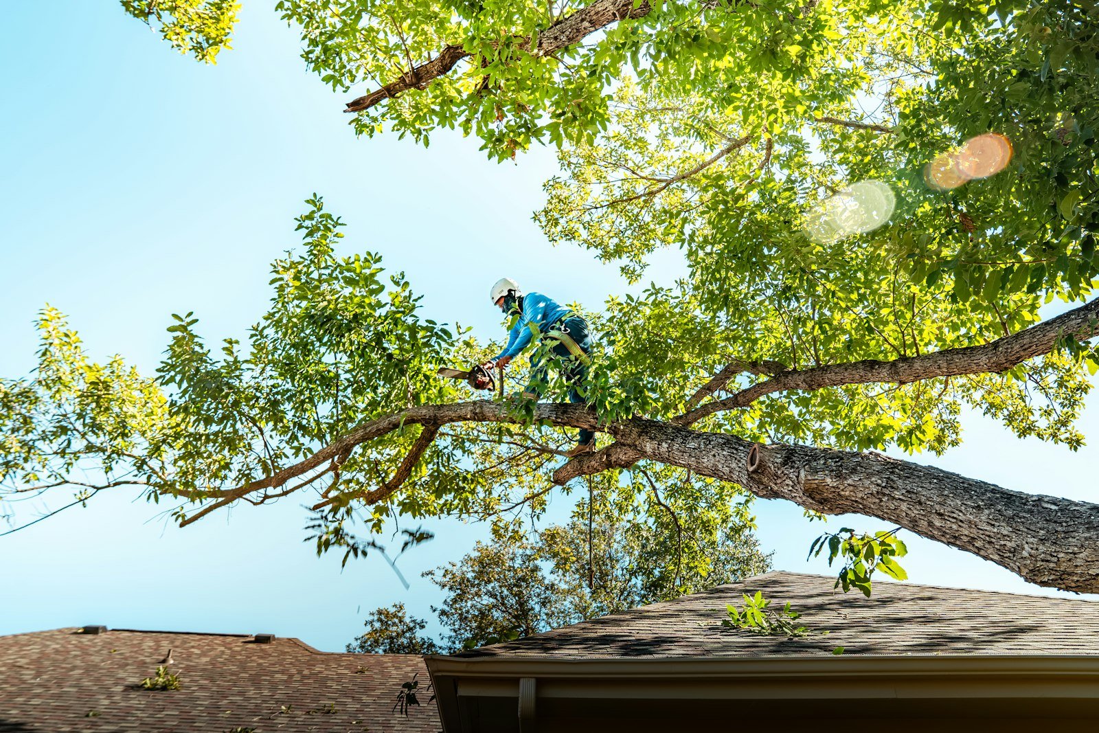 Tree arborist cutting a branch