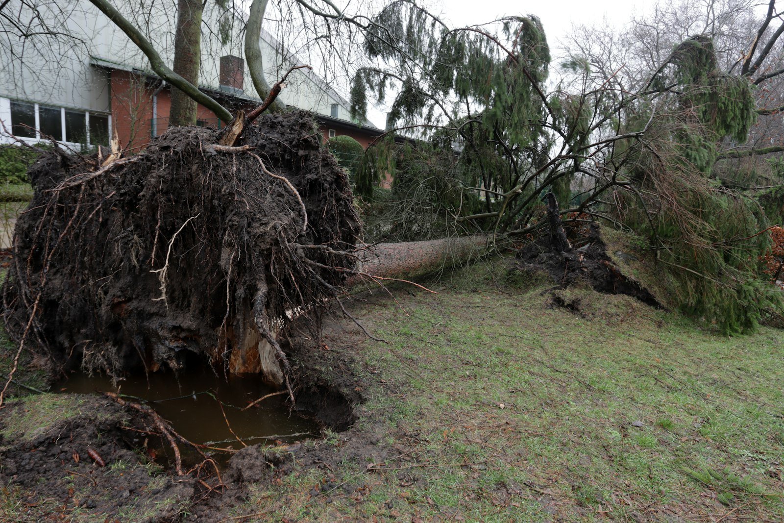 Large tree that has fallen over in a residential yard