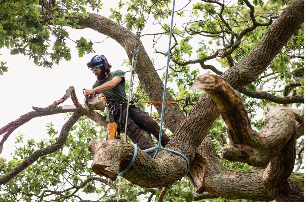 Arborist in a helmet and harness cutting a large oak limb