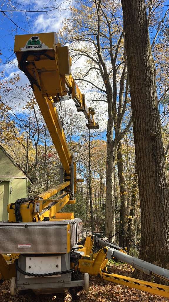 CT Tree Work branded aerial lift extended next to a tall tree in autumn