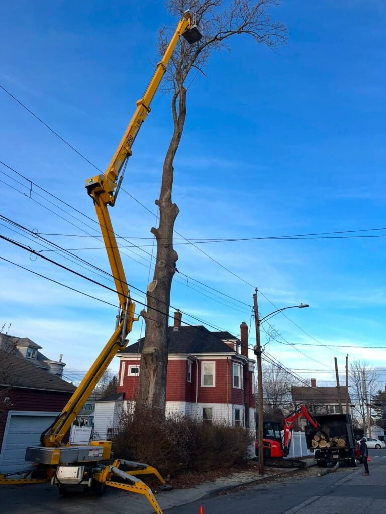 Aerial lift removing a tall dead tree next to power lines on a residential street